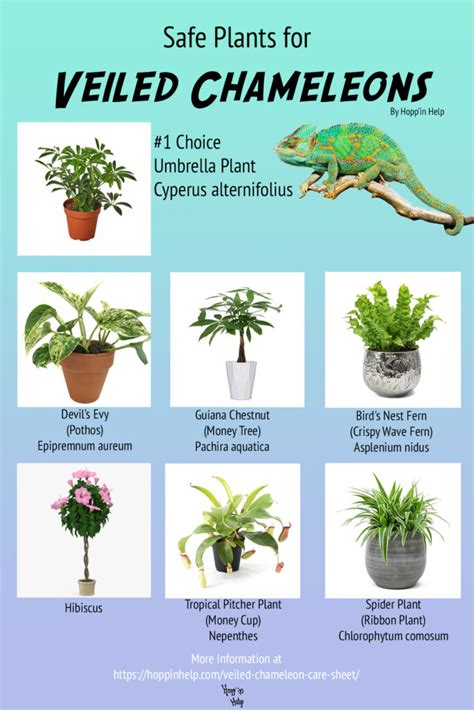 are fake plants safe for chameleons
